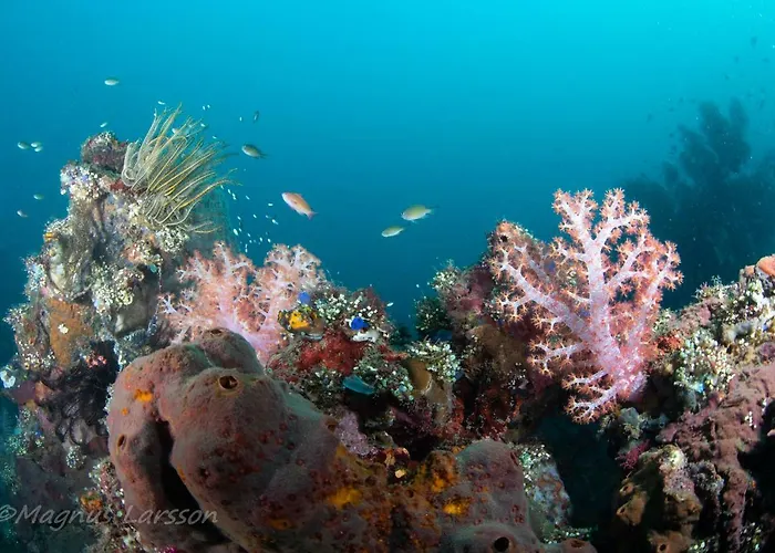Bali Dive Resort Amed