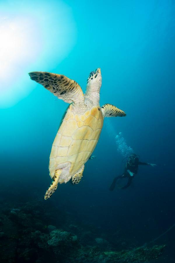 Bali Dive * Amed