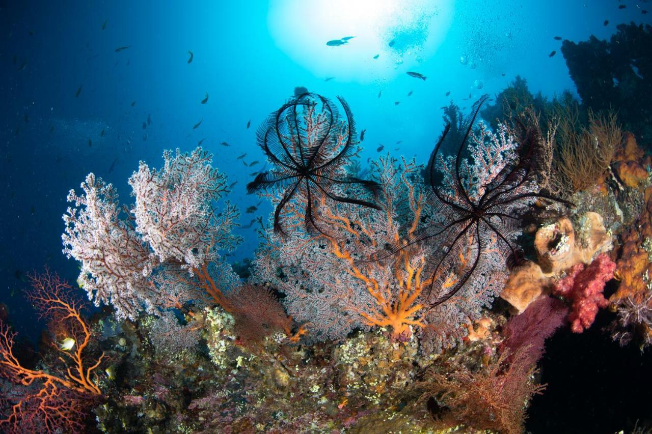 Bali Dive * Amed